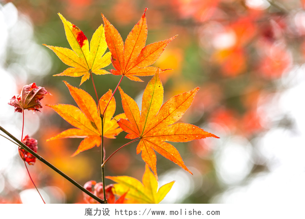 秋天红色枫叶的特写秋叶背景
